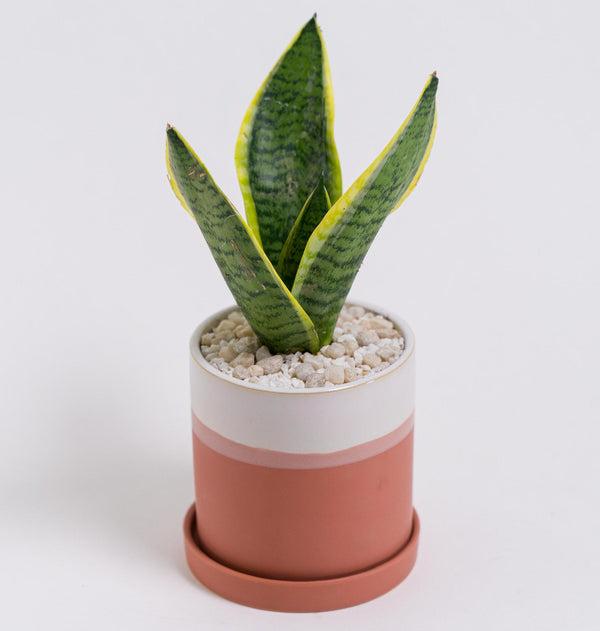 Sansevieria in Ceramic Pot "Joelle"